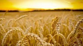 «Эффективность различных технологий возделывания зерновых и зернобобовых культур»