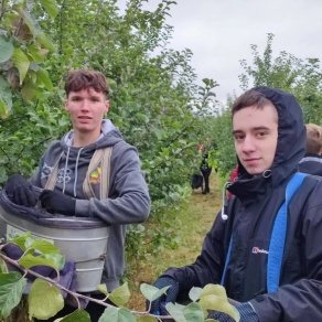 Студенты БГАТУ оказывают помощь в уборке урожая яблок 