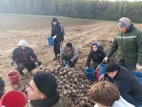 Студенты БГАТУ оказывают помощь  в уборке свеклы  в УП "Агрокомбинат "Ждановичи"