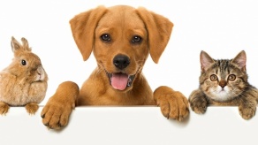 Фотовыставка «Братья наши меньшие – 2»