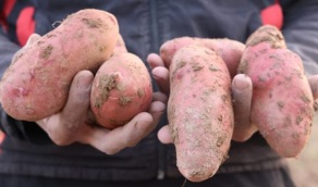 Круглый стол «Специфика возделывания картофеля в условиях Ферганской долины»